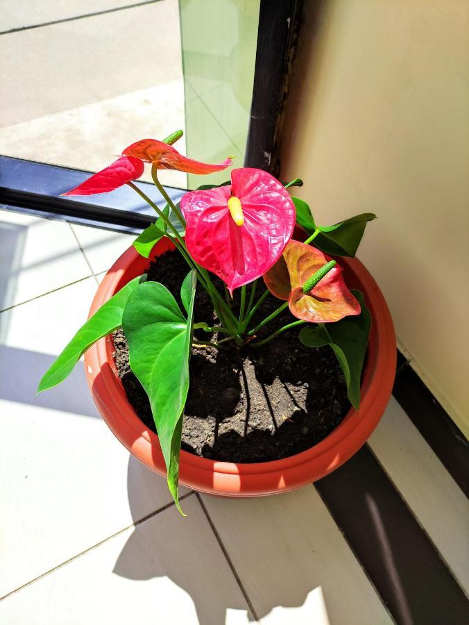 Hotel Tambopata Inn Puerto Maldonado Buitenkant foto